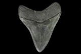 Fossil Megalodon Tooth - South Carolina #127740-1